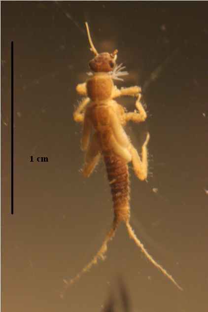 forestfly